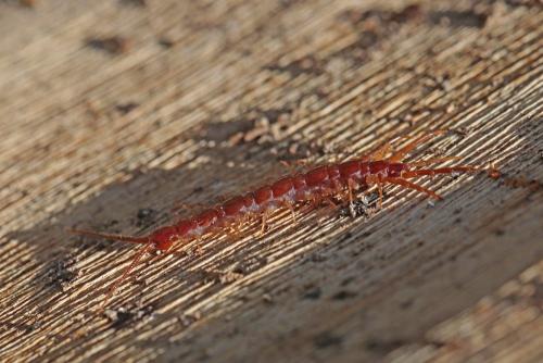 Lithobius forficatus